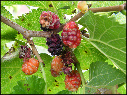 447 mulberry fruit