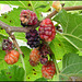 mulberry fruit