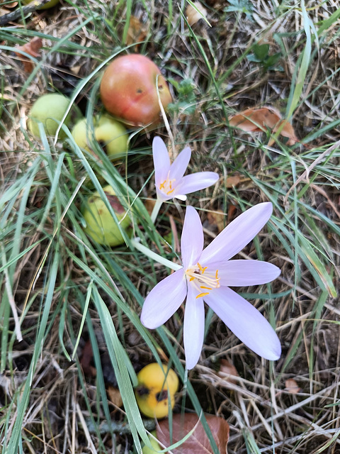 Herbstzeitlose an Fallobst