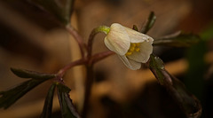Das Buschwindröschen (Anemone nemorosa) hat sich leicht geöffnet :)) The wood anemone (Anemone nemorosa) has opened slightly :)) L'anémone des bois (Anemone nemorosa) s'est légèrement ouverte :))