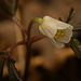 Das Buschwindröschen (Anemone nemorosa) hat sich leicht geöffnet :)) The wood anemone (Anemone nemorosa) has opened slightly :)) L'anémone des bois (Anemone nemorosa) s'est légèrement ouverte :))