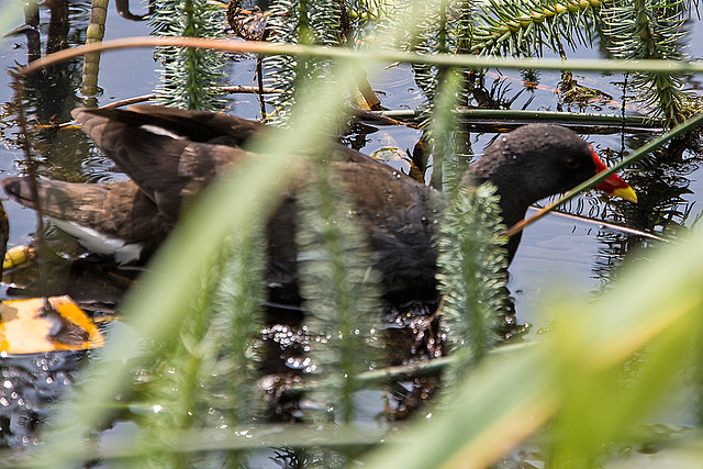 20140801 4517VRAw [D~E] Teichhuhn, Gruga-Park, Essen