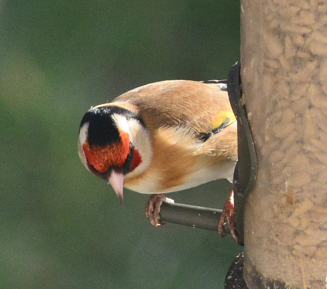 Goldfinch