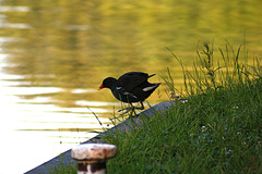 Moorhen Poised