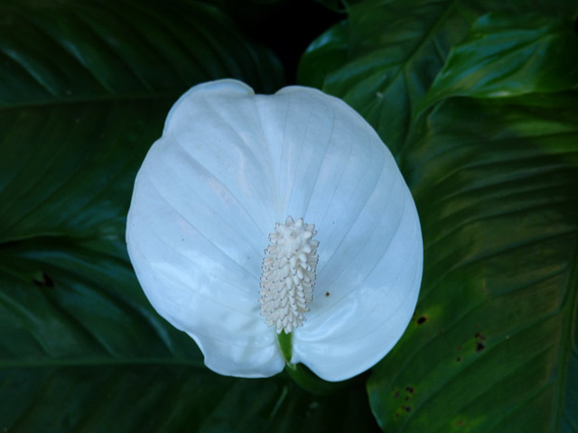 Otra flor