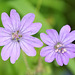 Geranium molle