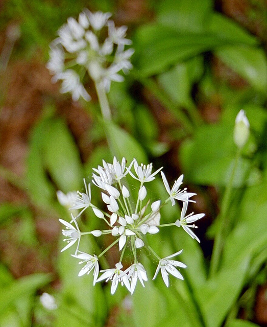 Bärlauchblüte auf Rügen