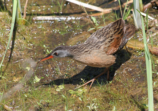 râle de Virginie / Virginia rail