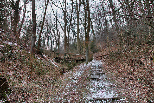 Wald auf den Ruhrhöhen am Hengsteysee (Herdecke) / 3.03.2018