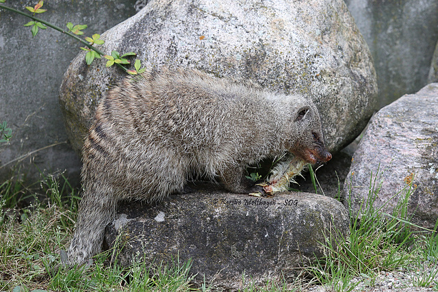 Zebramanguste beim Essen (Wilhelma)