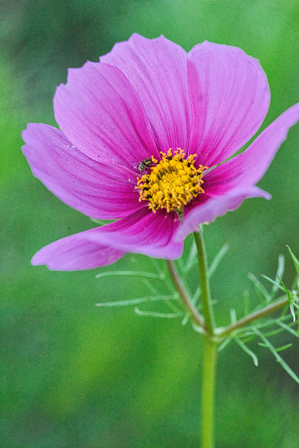 blossom and bee