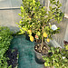 Fano 2025 – Do you know the land where citrons bloom?