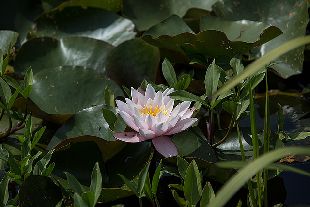 20140801 4518VRAw [D~E] Seerose, Gruga-Park, Essen