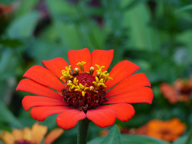 Flor de Costa Rica