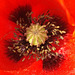 Coeur de coquelicot