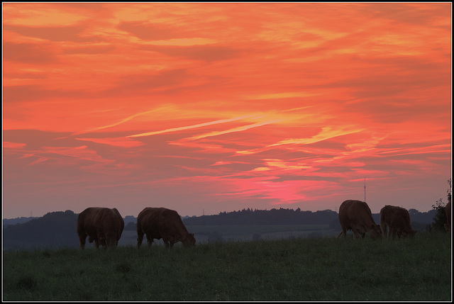 Sunset Cows