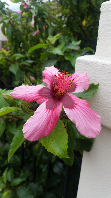 hibiscus in autumn