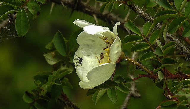 20190615 5353CPw [R~GB] Feldrose (Rosa arvensis), [Acker-Rose], [Kriechende Rose], Fliege, Coed Pen-Y-Bedd-Wood, Kidwelly, Wales