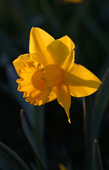 Daffodil before sunset