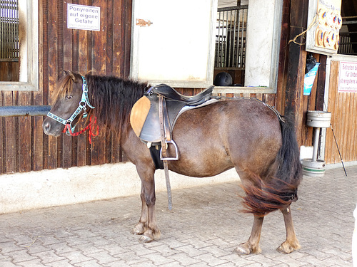 Pony