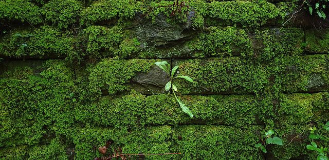 Mossy stonework