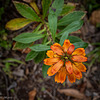 Crestagallo (Isoplexis Canariensis)