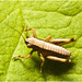 IMG 9888 Grasshopper