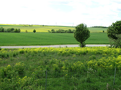 Fence and green fields!