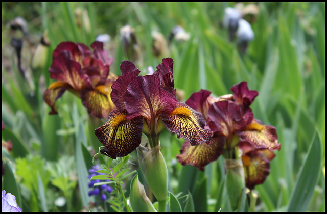 Iris nain 'Firestorm'