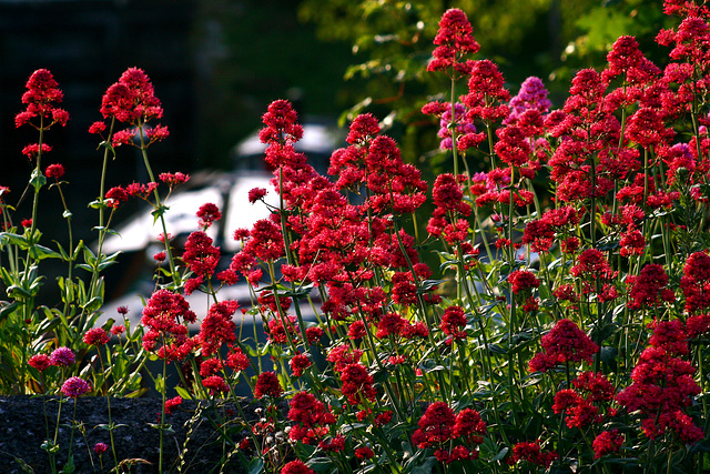 Red Valerian