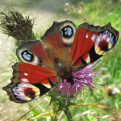 Peacock Butterfly on the Greater Knapweed