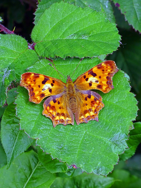 Comma butterfly ,Langerwehe_Germany