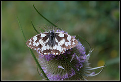 Melanargia galathea (1)