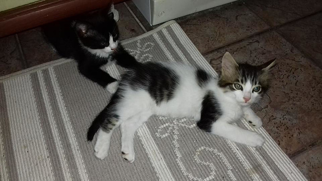 Alfie and Pippi when they were tiny