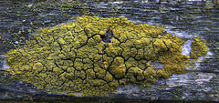 Lichen 1