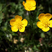 fleurs de boutons d'or , une renoncule bulbeuse