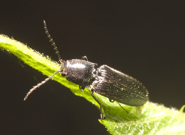 IMG 9839 Click Beetle