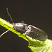 IMG 9839 Click Beetle