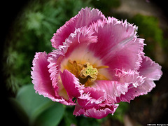 Tulipe frangée