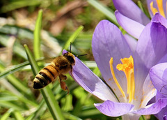 Anflug zum Pollen sammeln