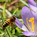 Anflug zum Pollen sammeln