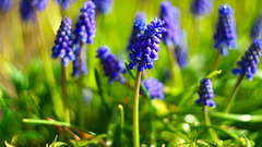 Traubenhyazinthe Muscari