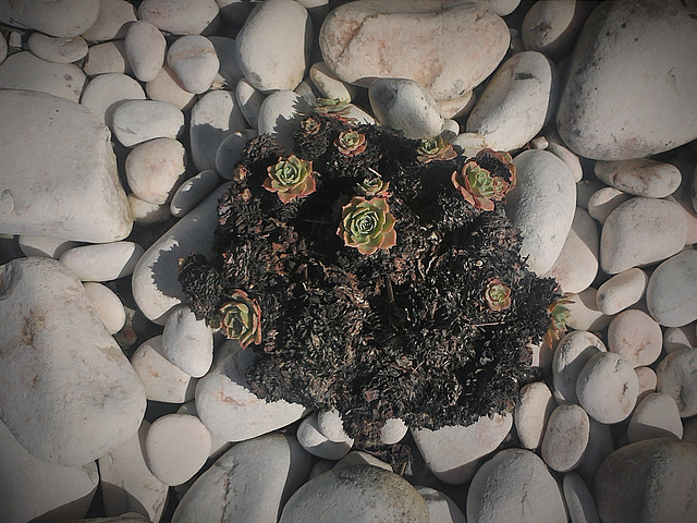 The pebbles today warm the cactus