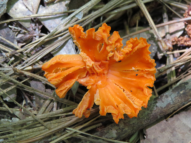 Orange fungus