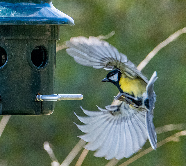 Great tit coming into the feeder
