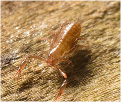 IMG 9908 Pseudoscorpion