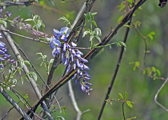 Wisteria