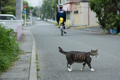 Cat of morning stroll