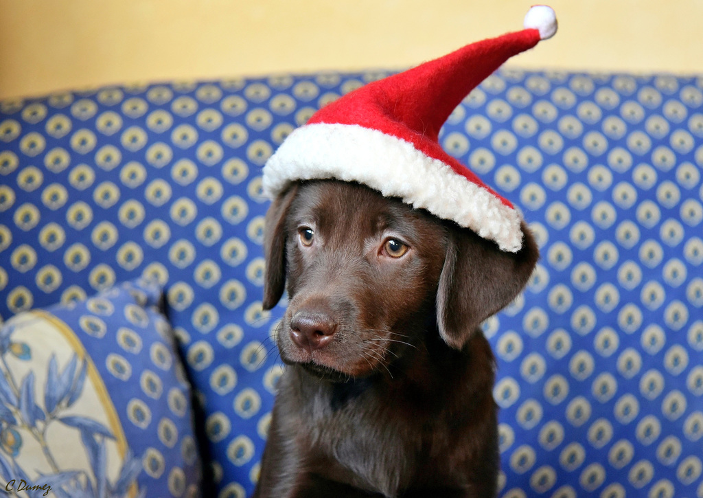 Le cadeau de Noël de notre fils !