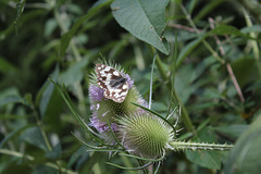 Melanargia galathea (3)